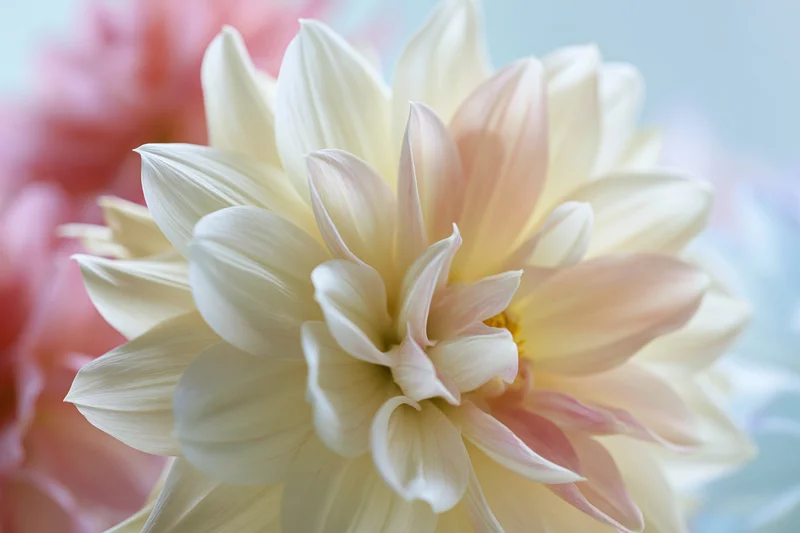 Close-up of a white and pale peach dahlia bloom with soft focus background