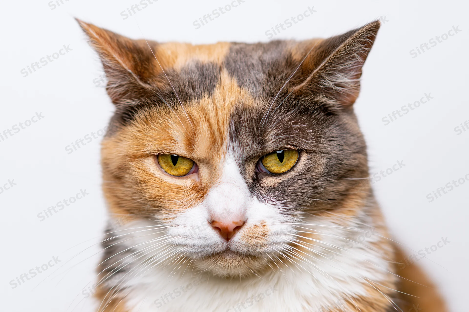 Calico cat staring directly at camera in studio portrait