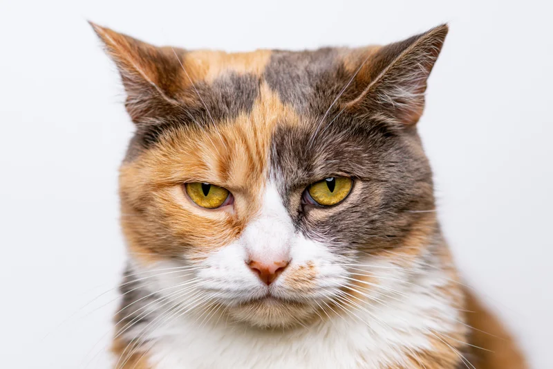 Calico cat staring directly at camera in studio portrait