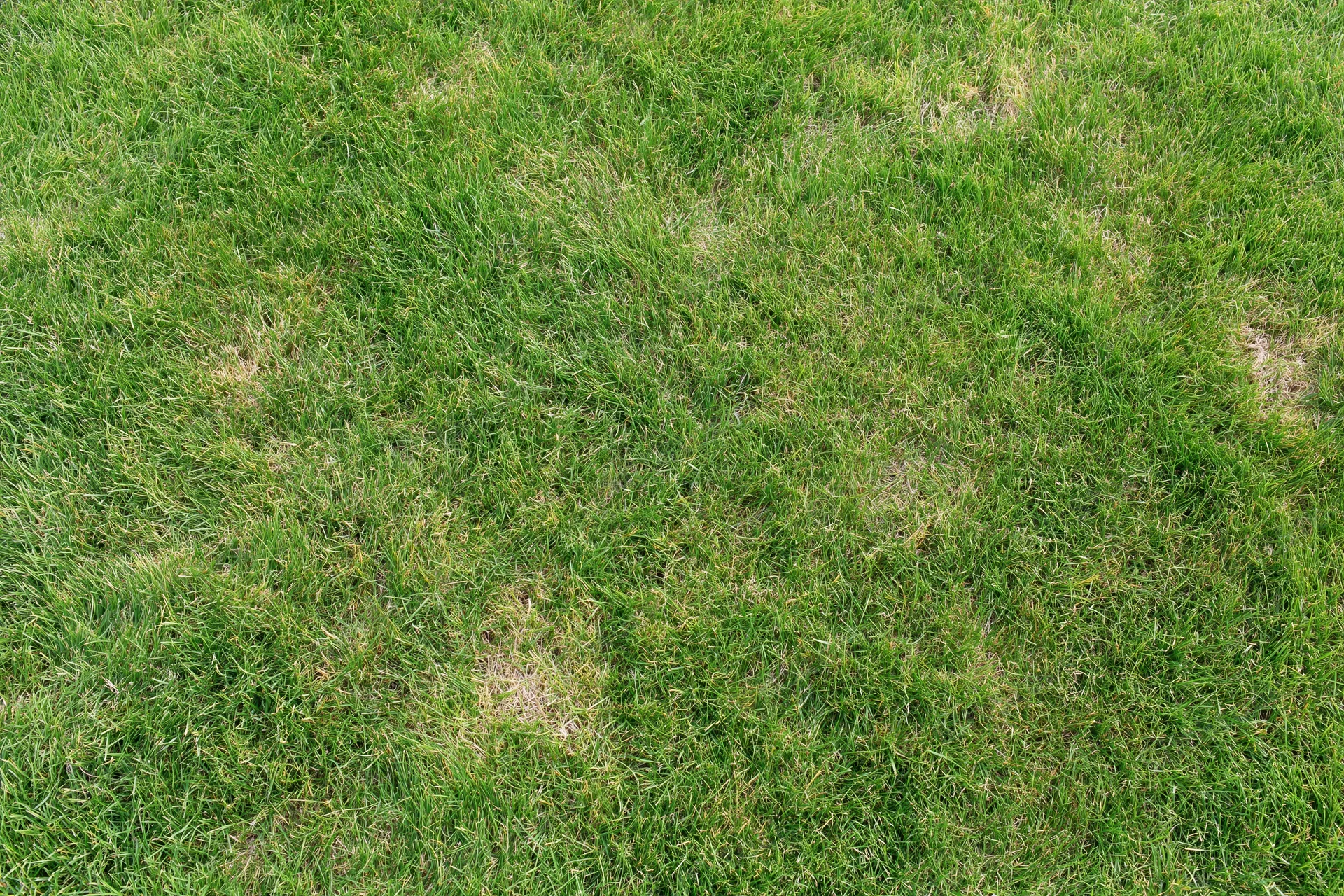 Closeup of mown green grass lawn viewed from directly above