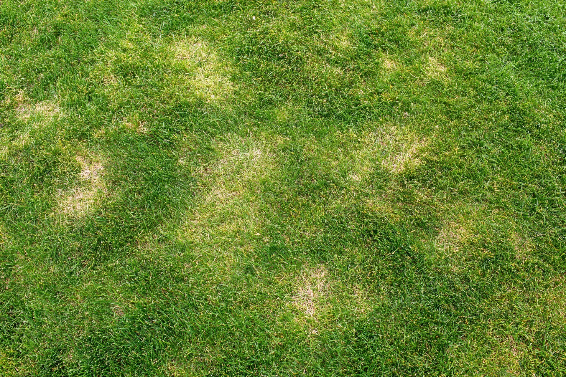 Close overhead view of a mown green lawn with patches of sparse and discolored grass