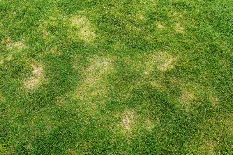 Close overhead view of a mown green lawn with patches of sparse and discolored grass
