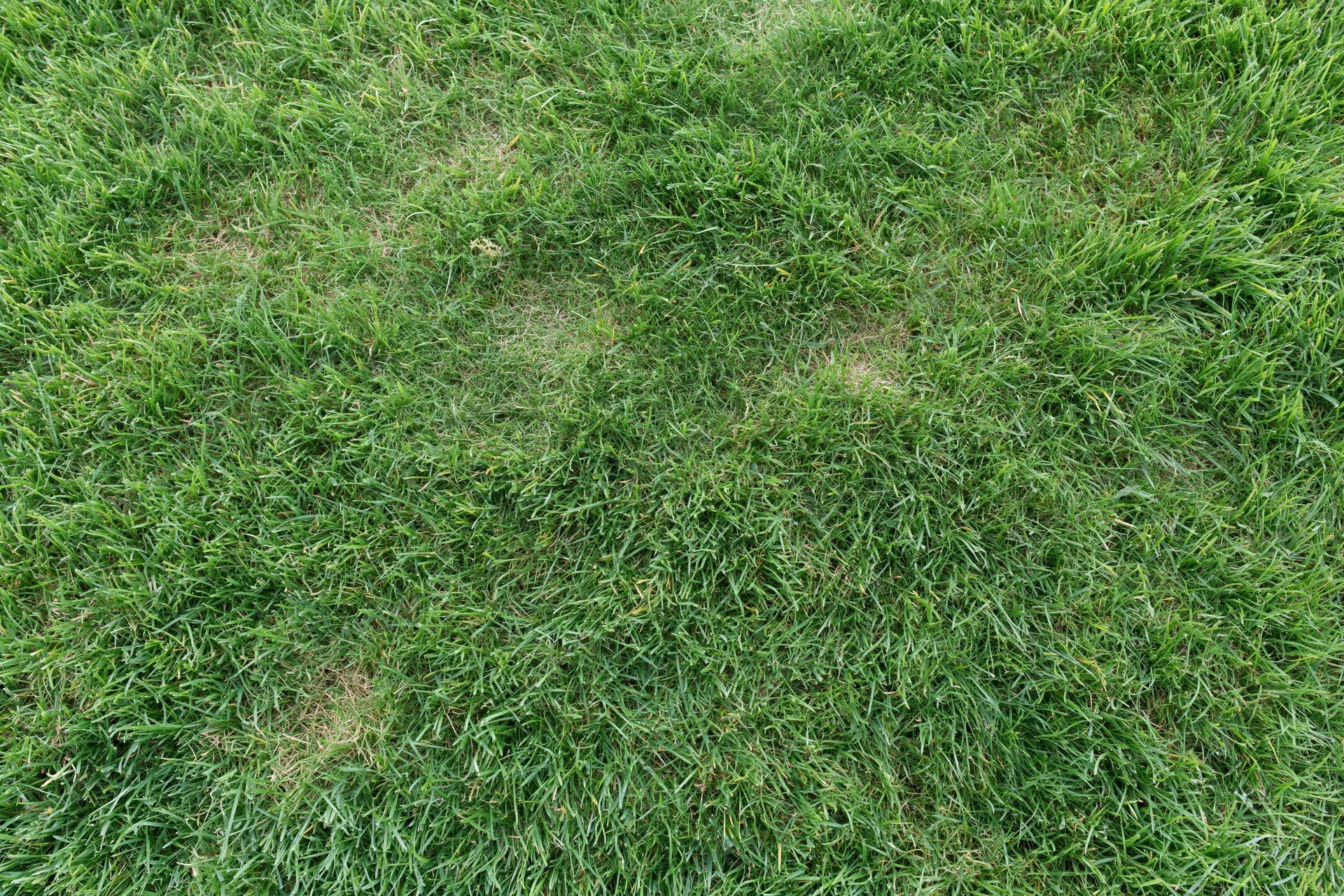 Close-up overhead view of a mown green grass lawn