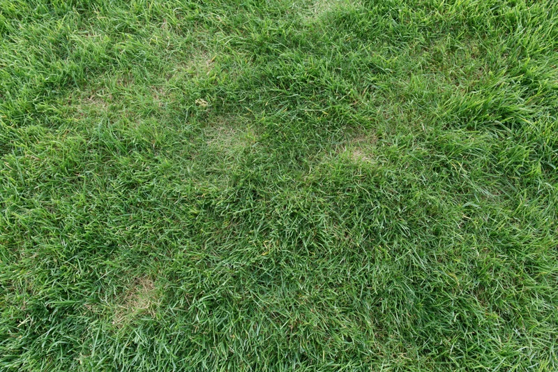 Close-up overhead view of a mown green grass lawn