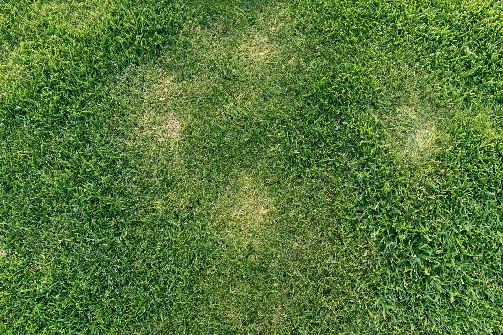 Closeup overhead view of a mown green grass lawn with patches of dry grass
