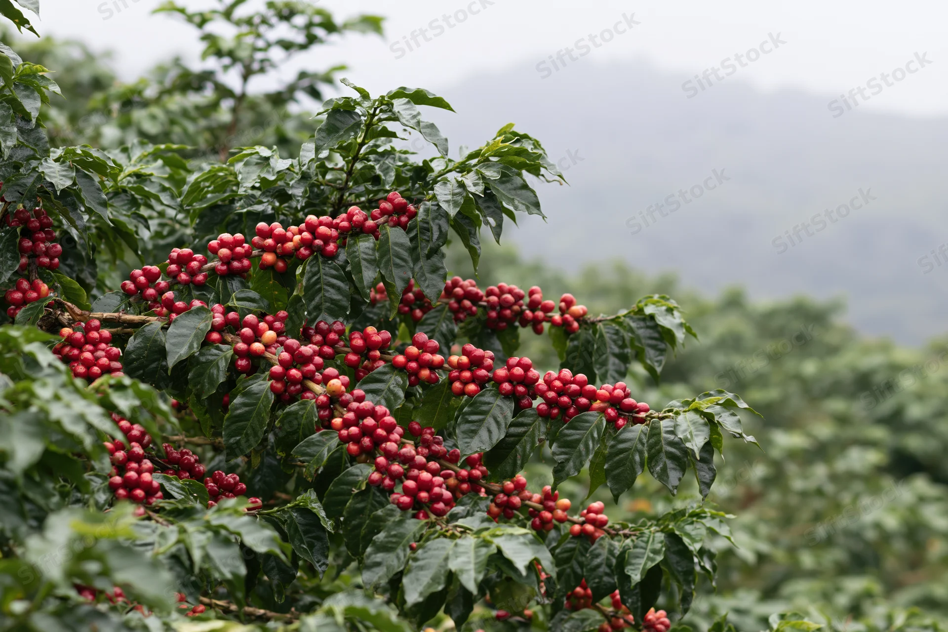 Ripe red coffee cherries clustered on a coffee plant in a mountainous farm landscape