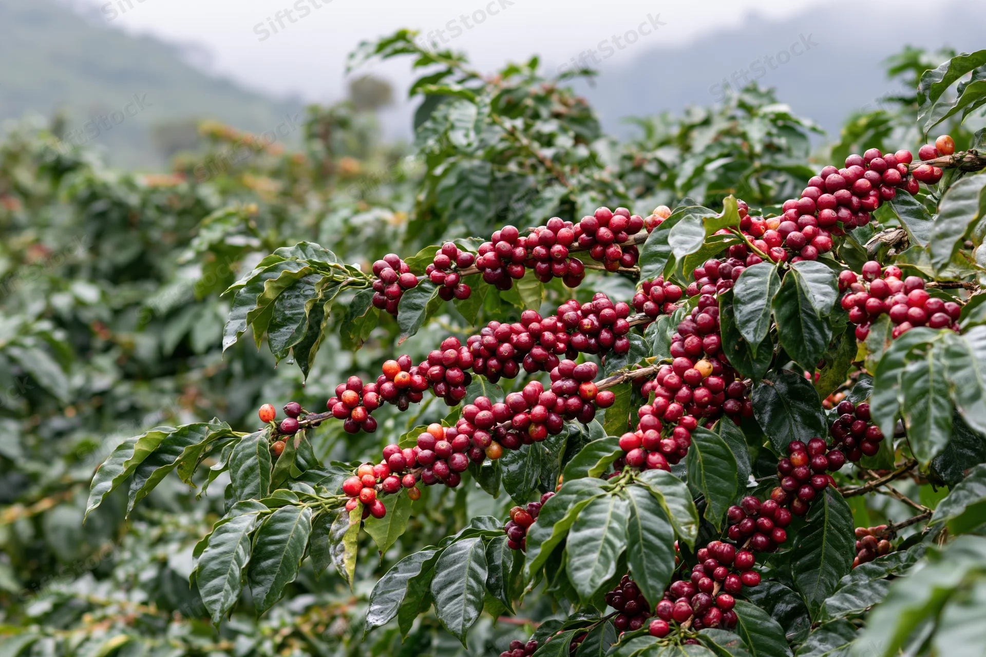 Coffee cherries ripening on branches in a lush green farm setting
