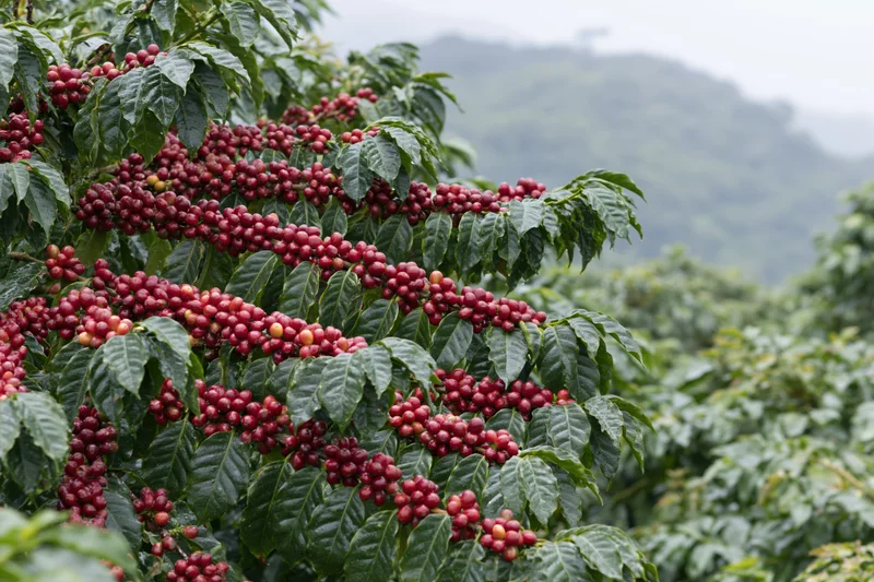 Coffee shrubs with clusters of ripe red cherries in a lush green farm setting