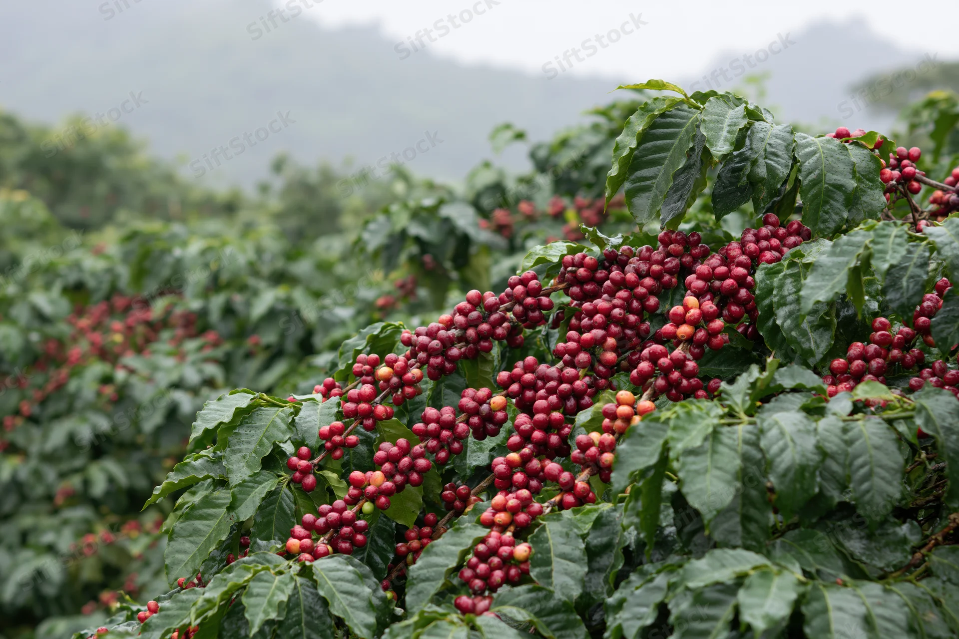 Coffee cherries ripening on leafy bushes in a misty mountain field
