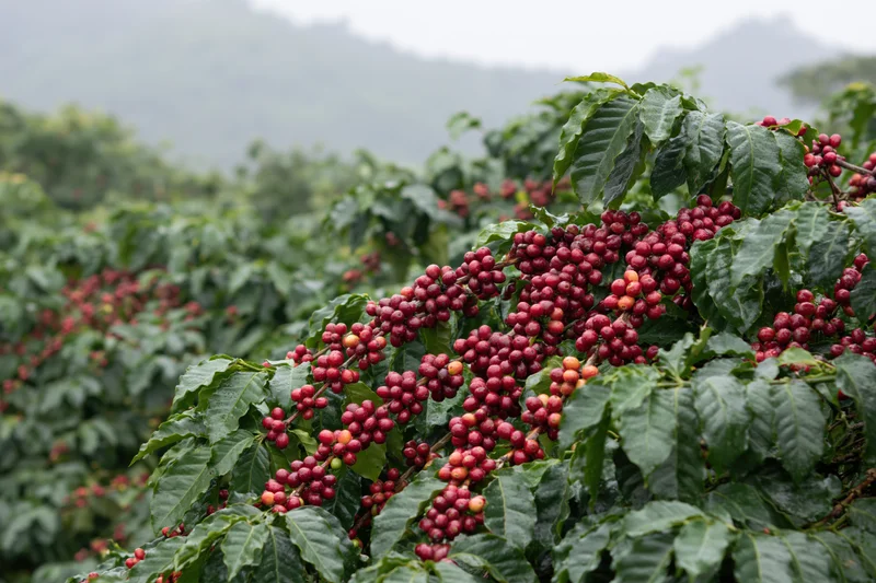 Coffee cherries ripening on leafy bushes in a misty mountain field
