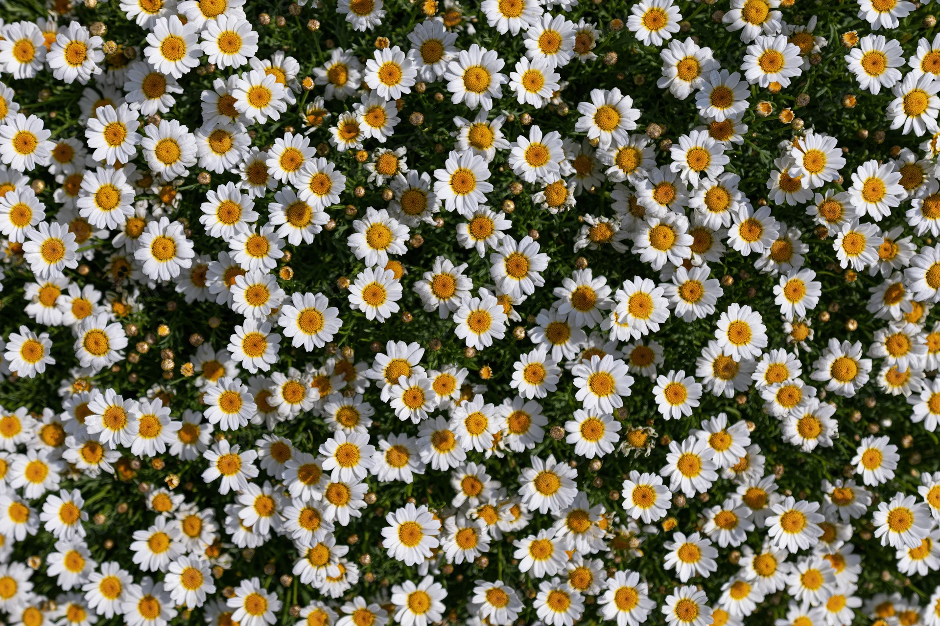 Dense carpet of white and yellow daisies covering a meadow in full bloom