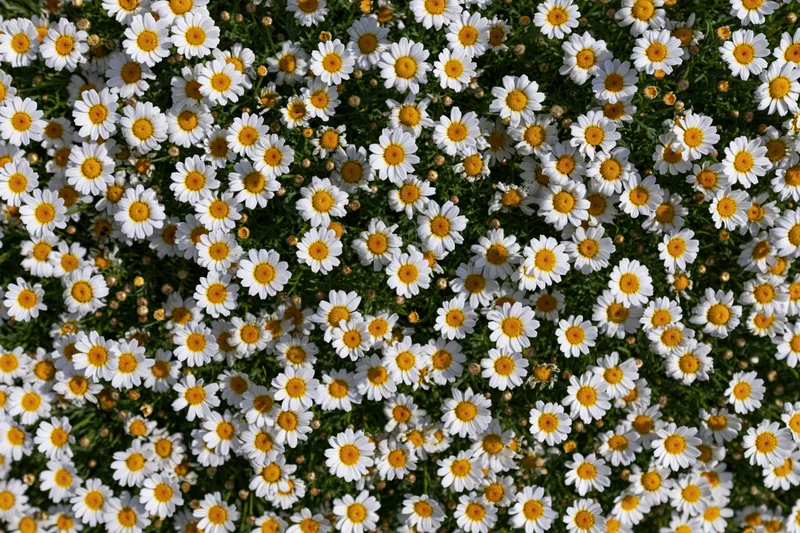 Dense carpet of white and yellow daisies covering a meadow in full bloom