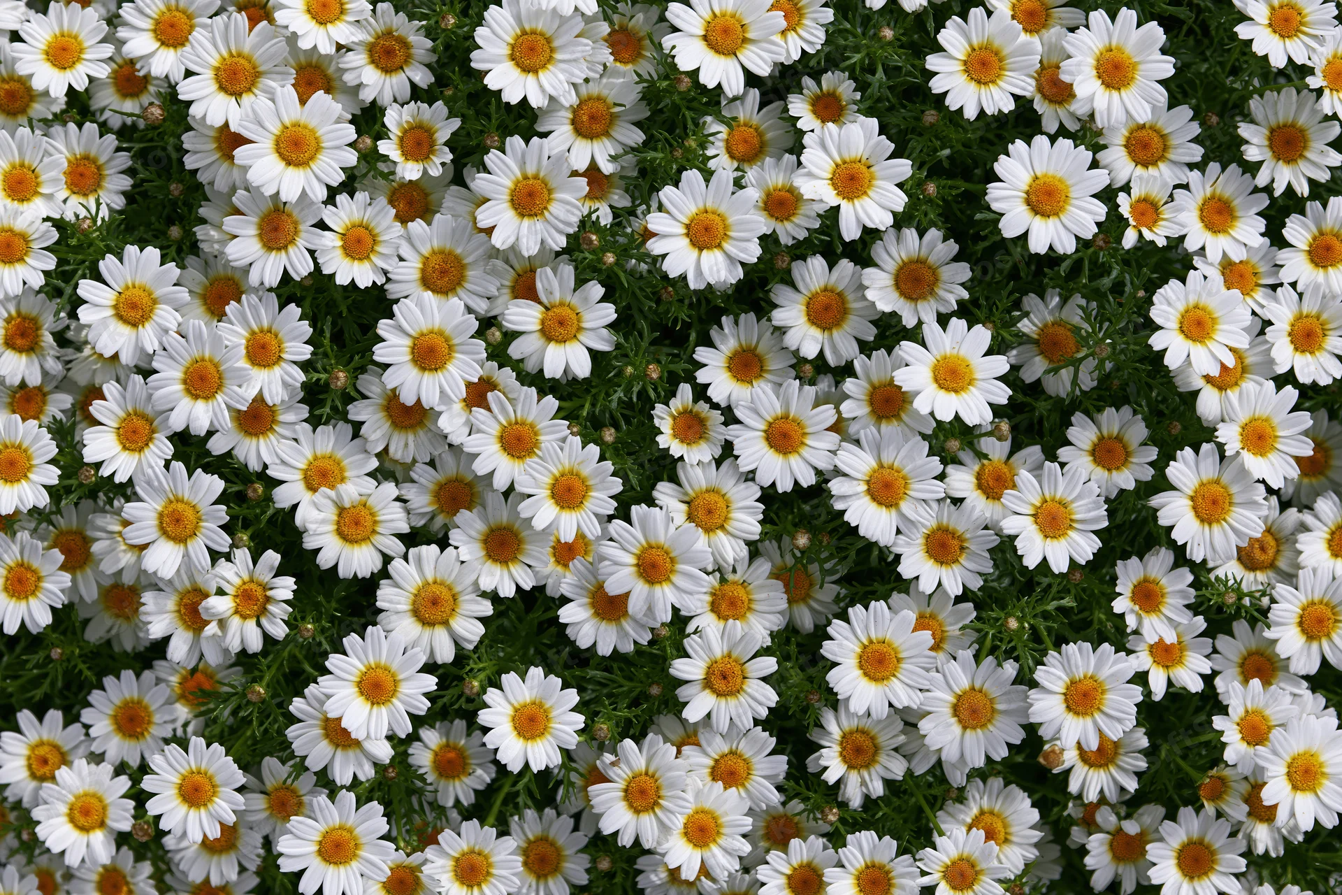 Dense carpet of white daisies with yellow centers covering a meadow in spring