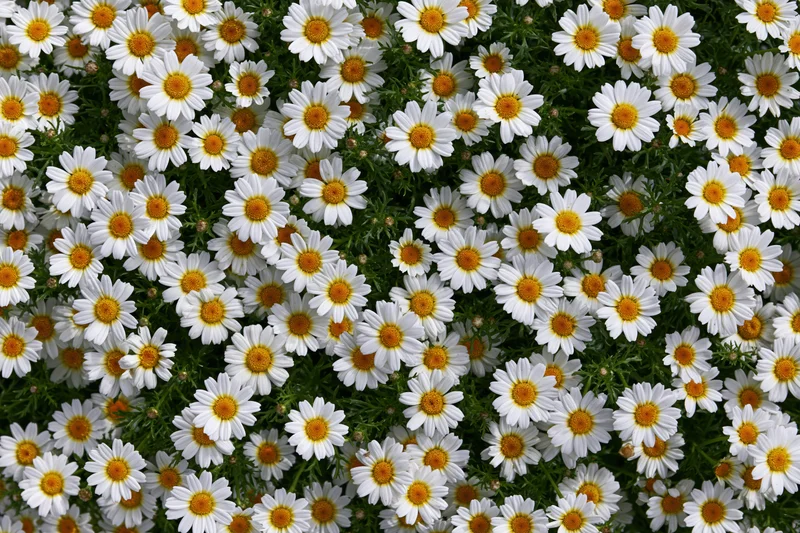 Dense carpet of white daisies with yellow centers covering a meadow in spring