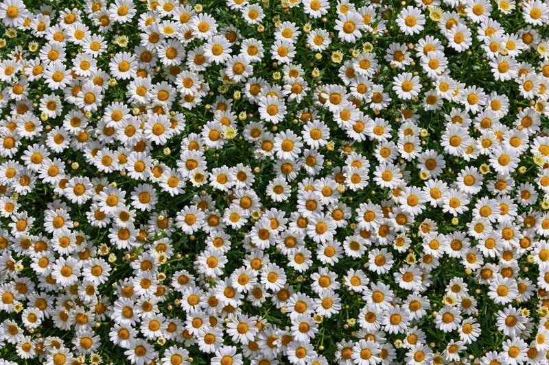 Dense carpet of white and yellow daisies covering a green meadow in full bloom