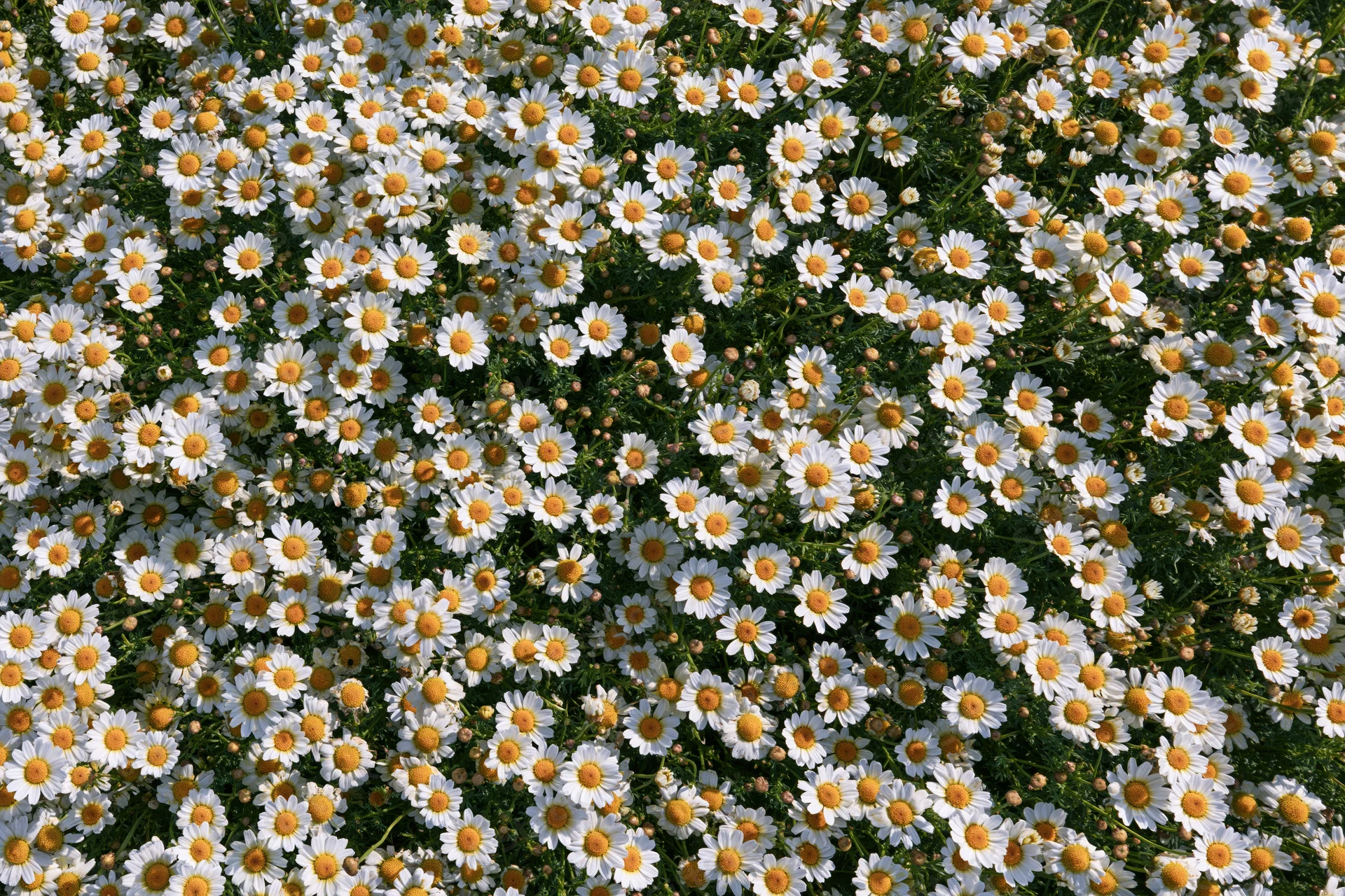 Dense carpet of white and yellow daisies covering a green meadow
