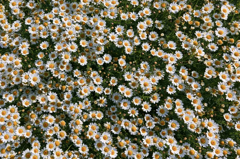 Dense carpet of white and yellow daisies covering a green meadow