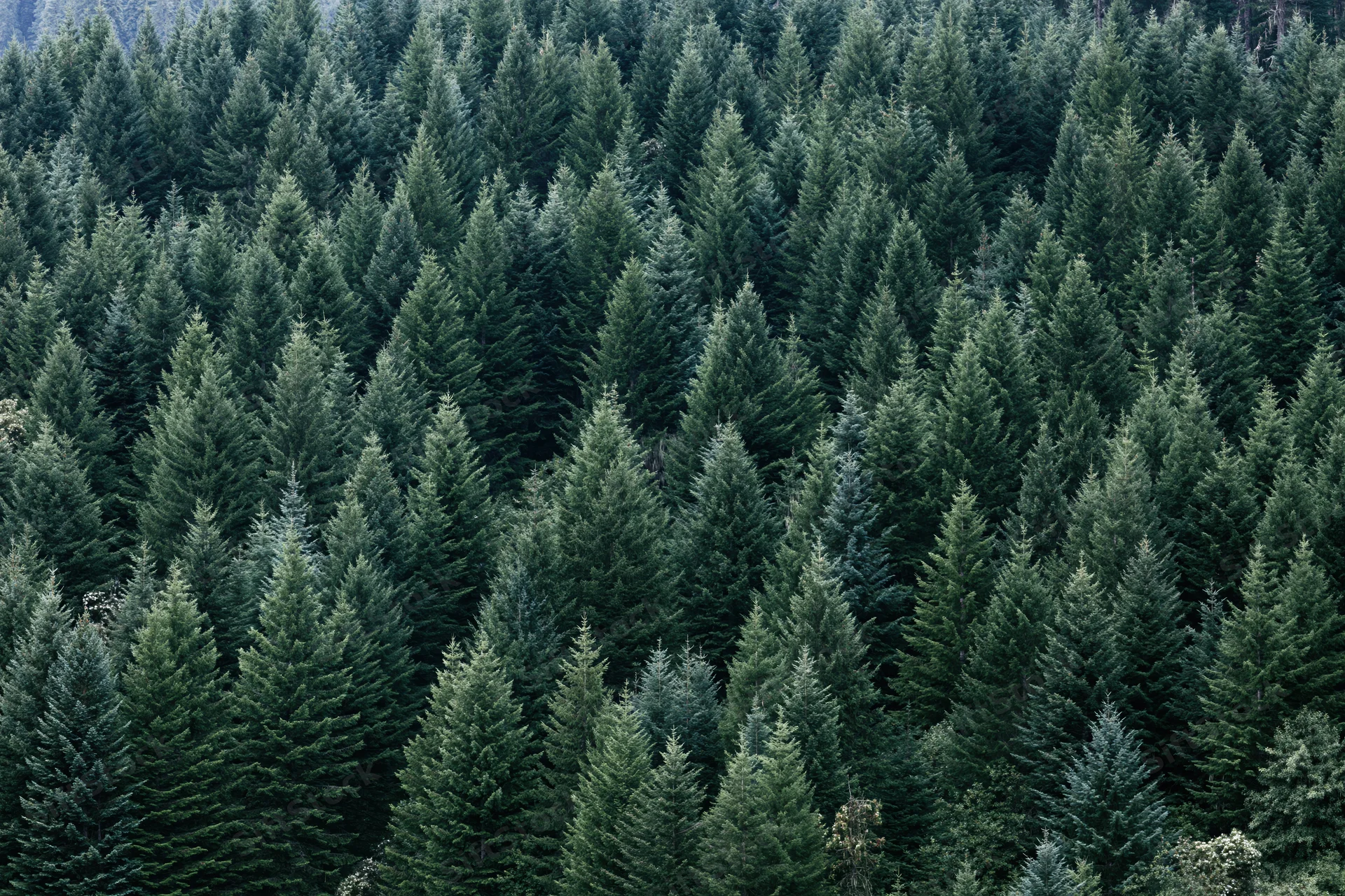Dense conifer forest canopy filling the frame from above