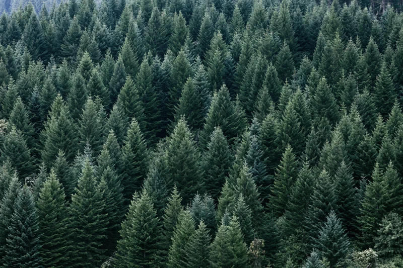 Dense conifer forest canopy filling the frame from above