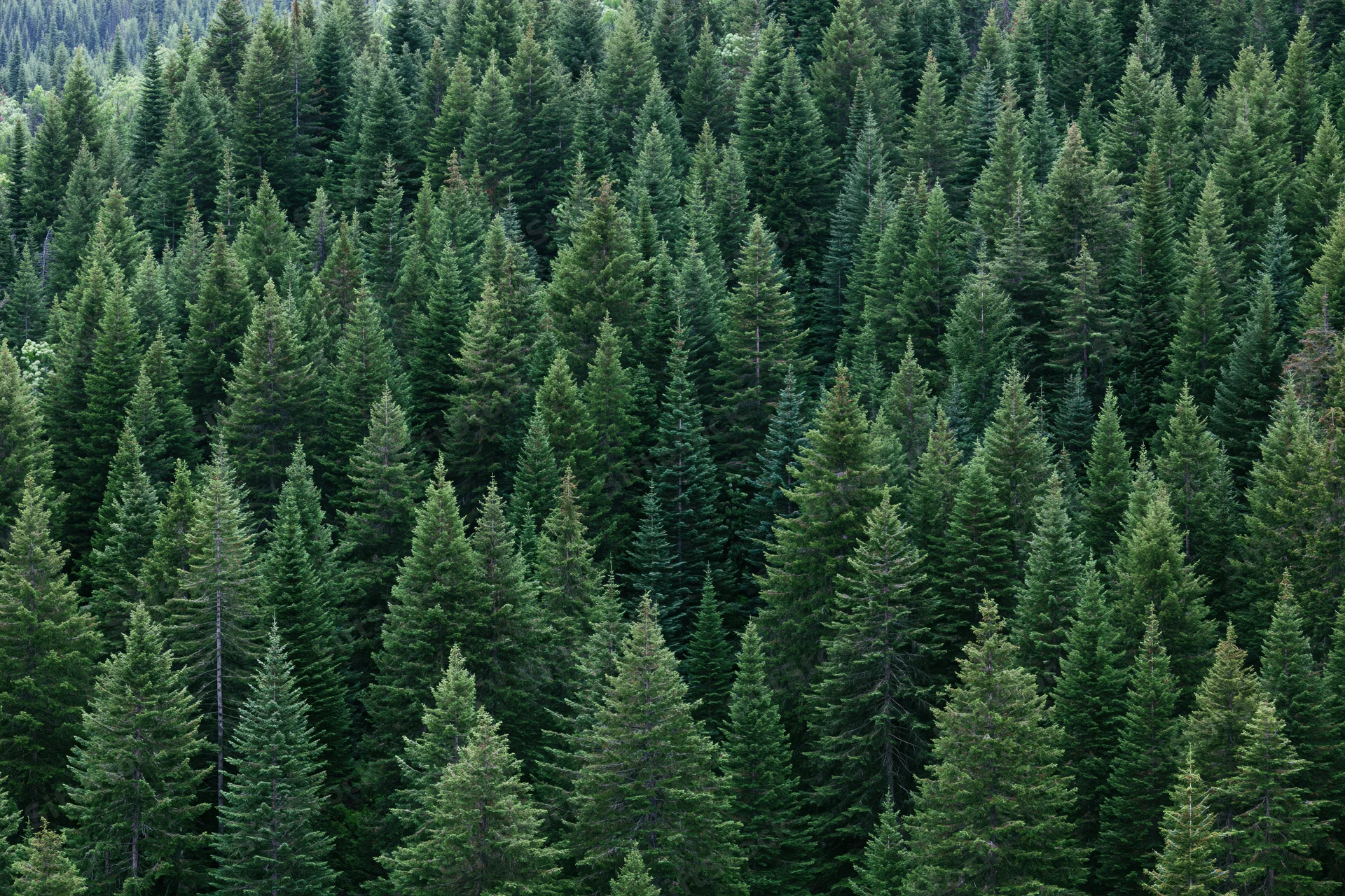 Dense conifer forest canopy filling the frame with treetops and green foliage