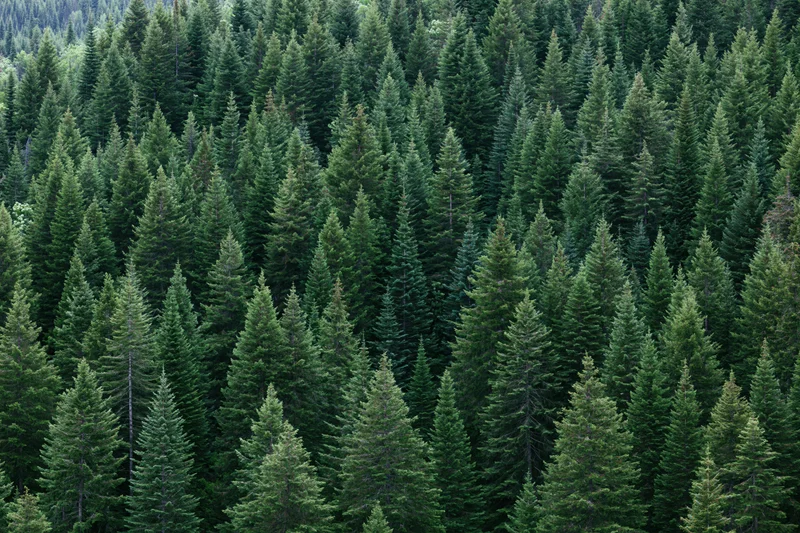Dense conifer forest canopy filling the frame with treetops and green foliage