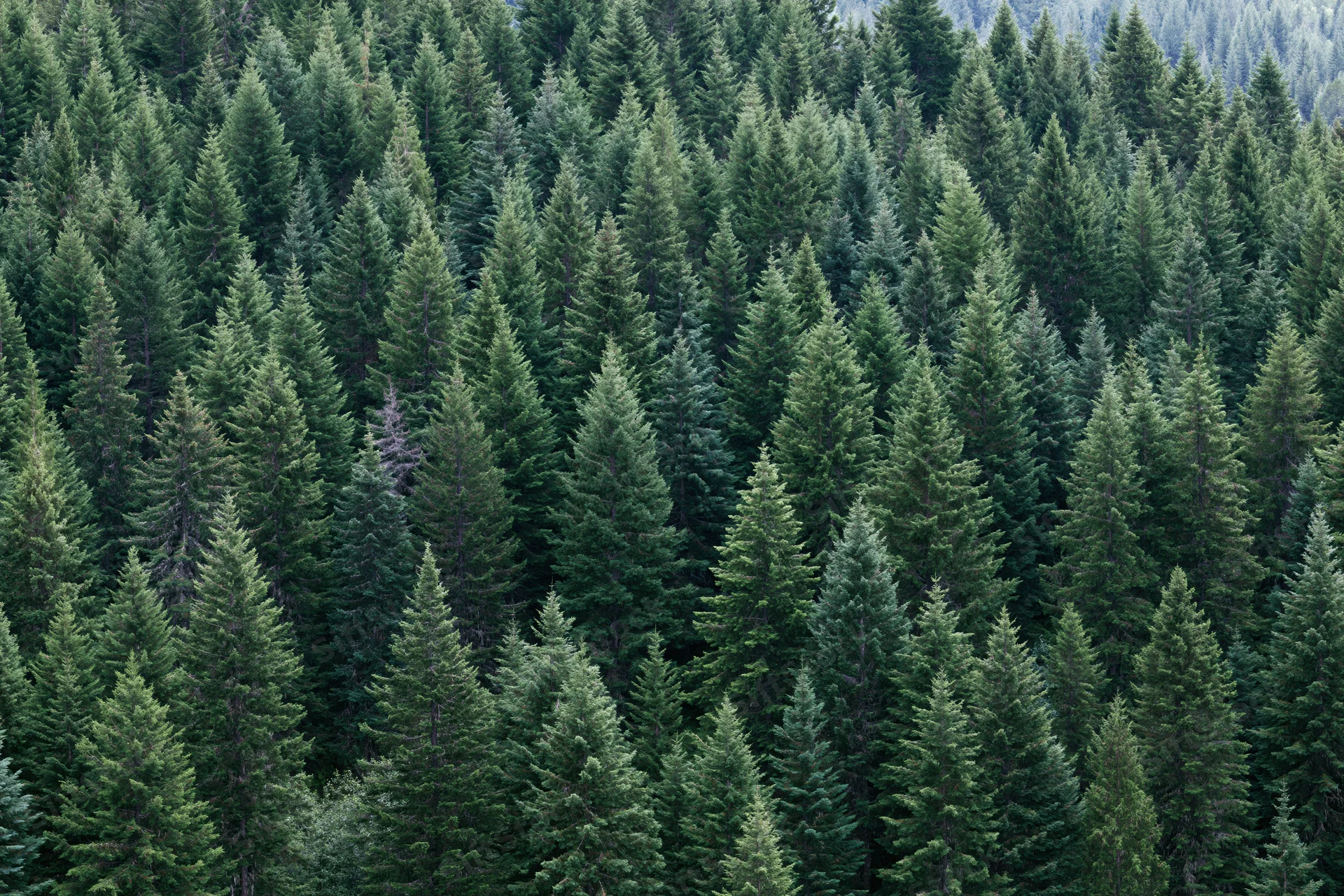 Dense conifer forest canopy filling the frame from above
