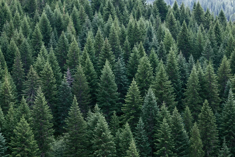 Dense conifer forest canopy filling the frame from above
