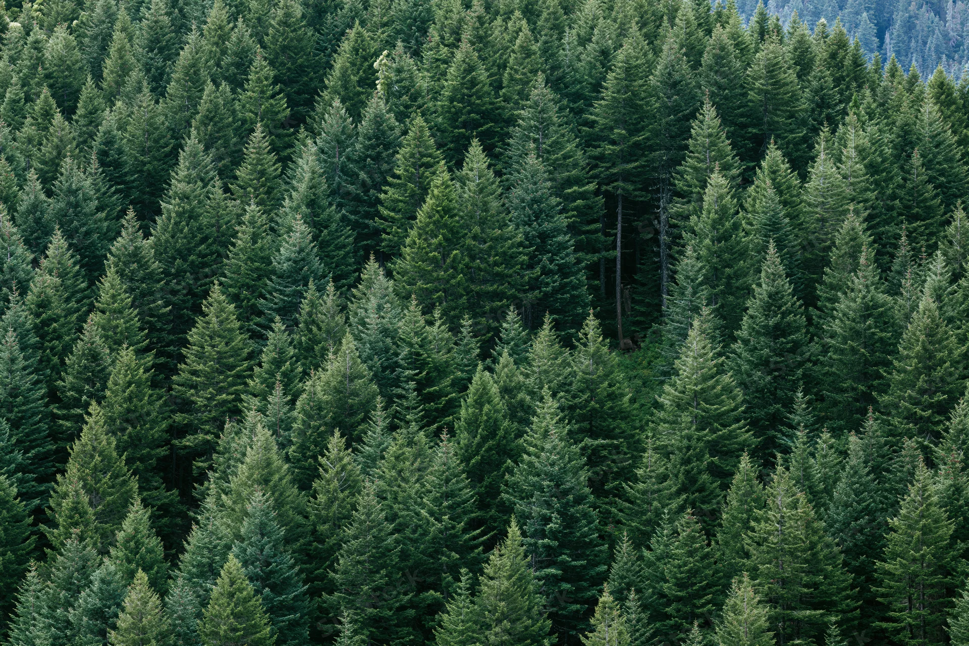 Dense conifer forest canopy filling the frame from above