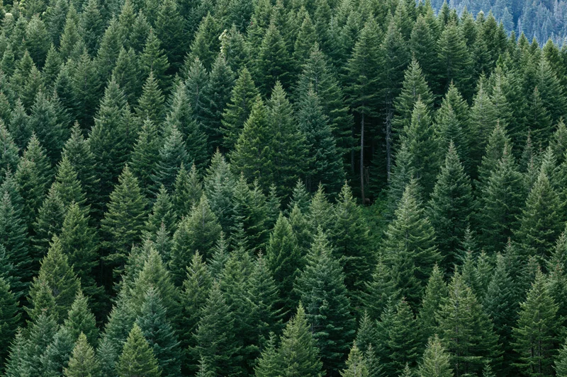 Dense conifer forest canopy filling the frame from above