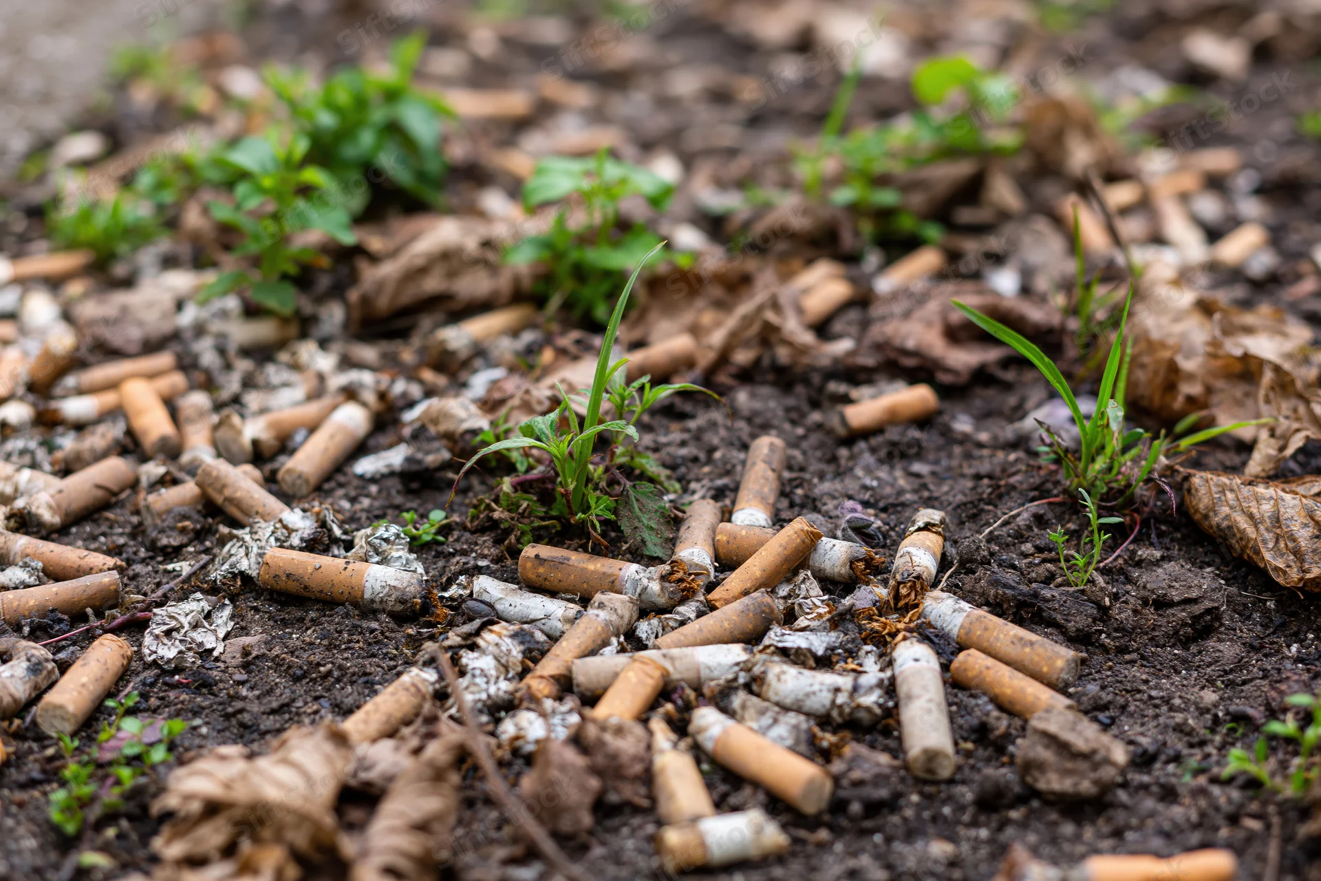 Cigarette butts scattered on dark soil with small green plants growing through debris