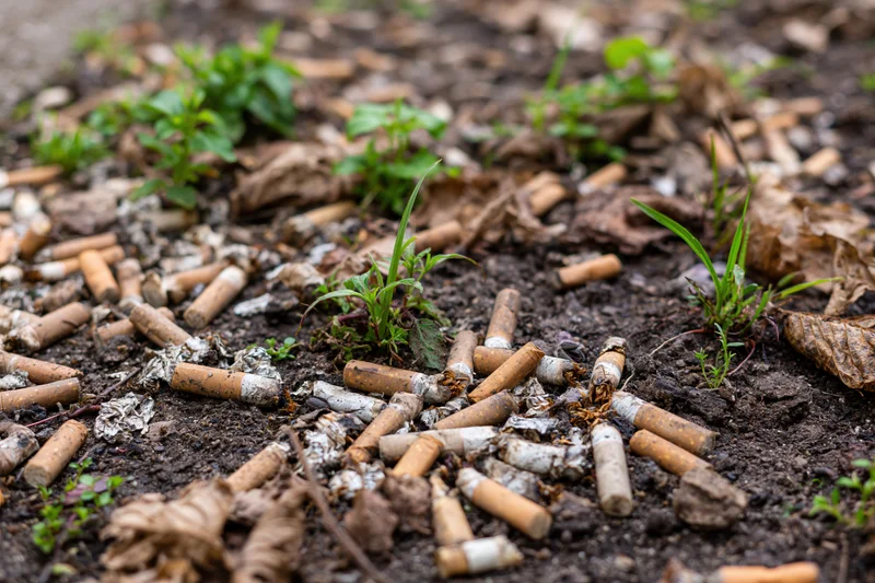 Cigarette butts scattered on dark soil with small green plants growing through debris