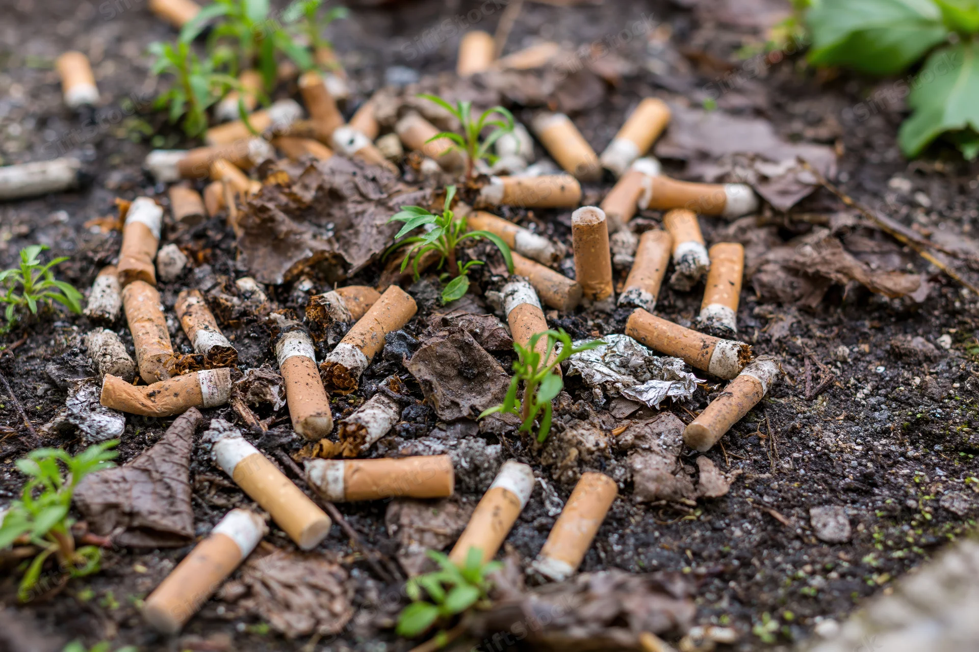 Discarded cigarette butts scattered on dark soil with small green plants sprouting through debris