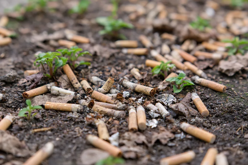 Cigarette butts scattered on dark soil with small green plants sprouting through debris