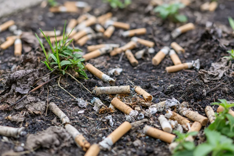 Cigarette butts scattered on dark soil with small green plants growing through debris