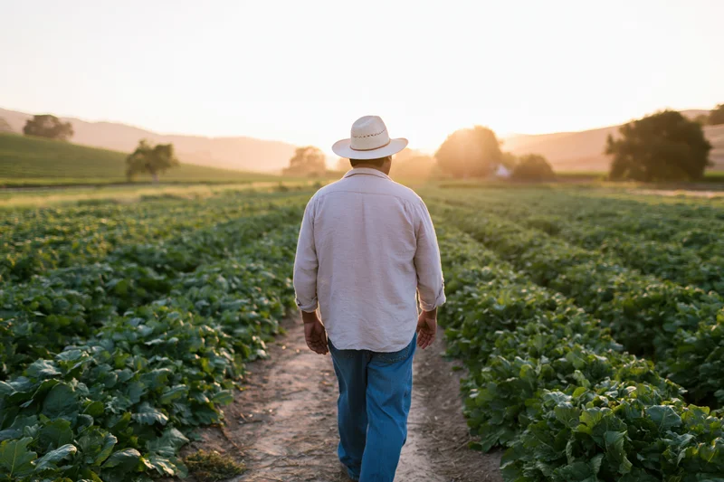 Farmer walking along a dirt path between rows of crops in a field at sunset