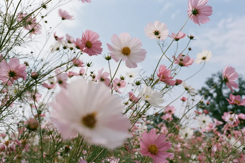 Cosmos flowers in full bloom in a field under a blue sky