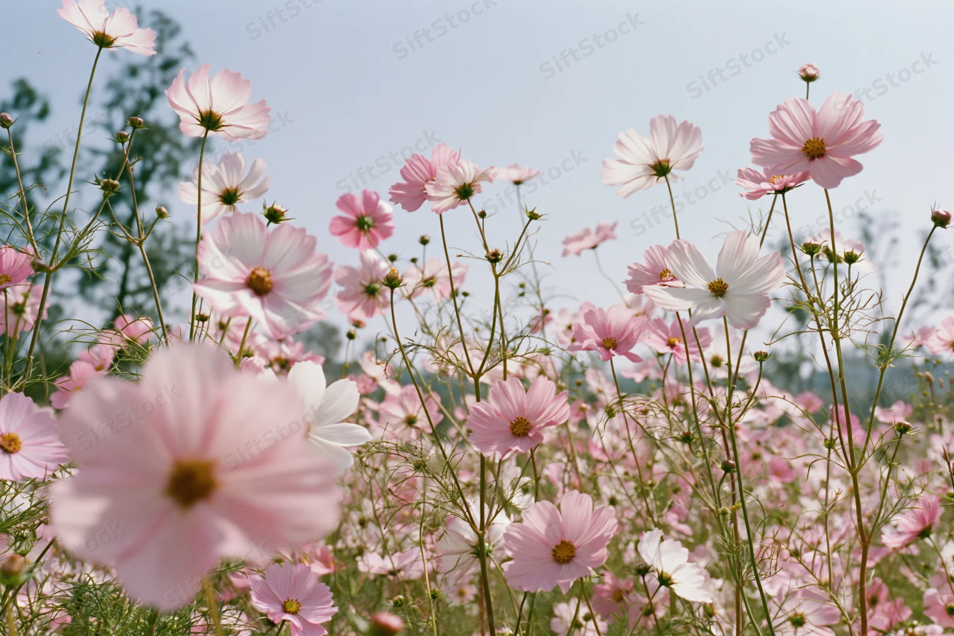 Field of pink and white cosmos flowers in full bloom under a clear blue sky