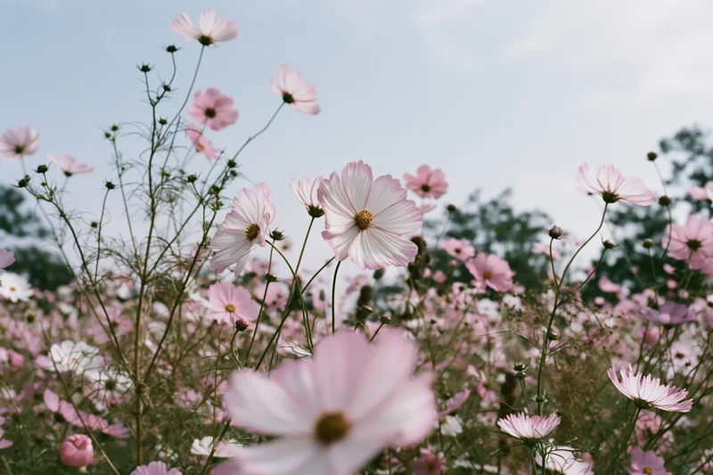 Pink and white cosmos flowers in full bloom in a field under a soft blue sky