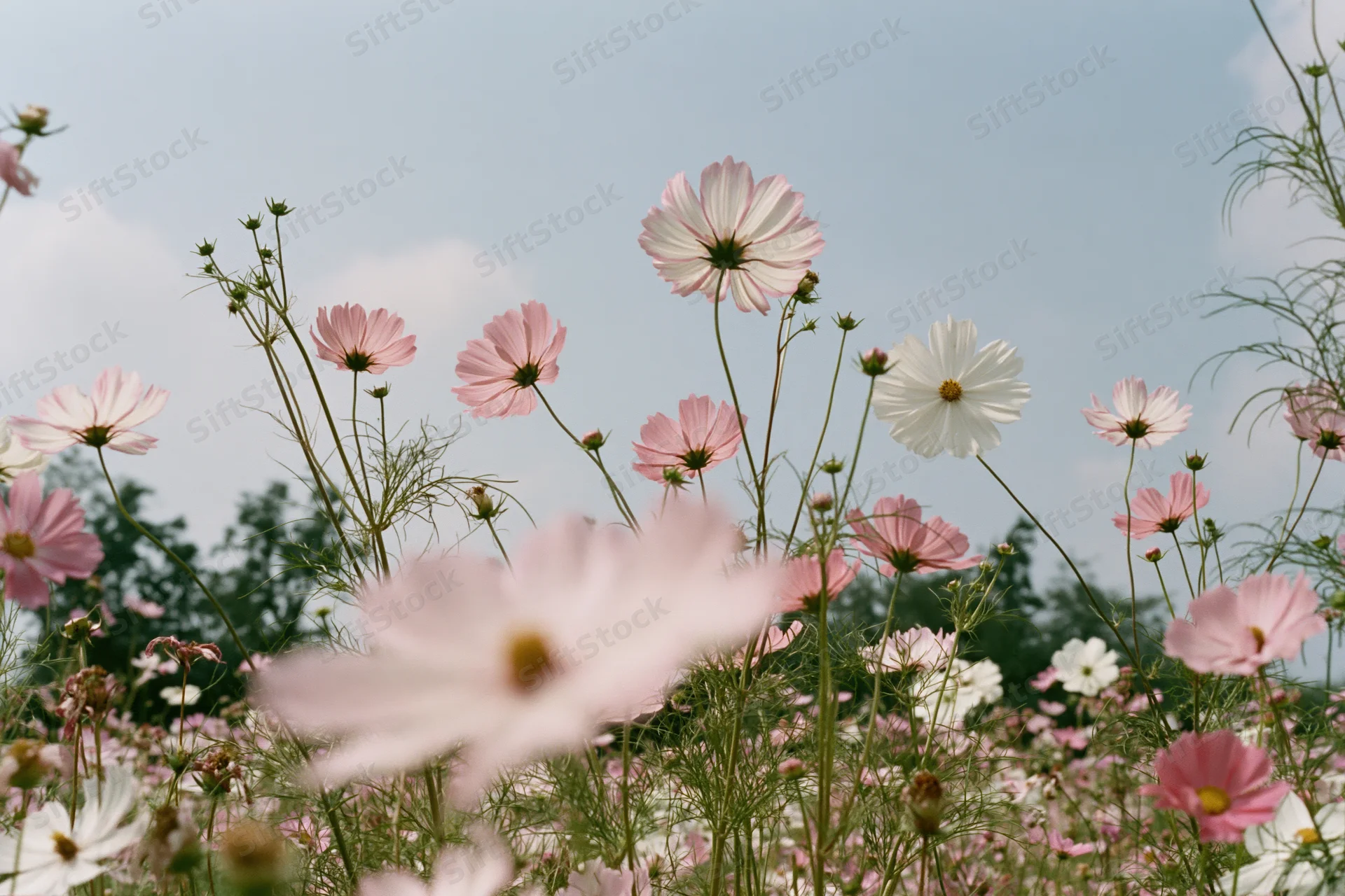 Cosmos flowers in full bloom in a field under a soft blue sky