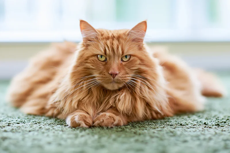 Fluffy orange tabby cat lying relaxed on green carpet indoors