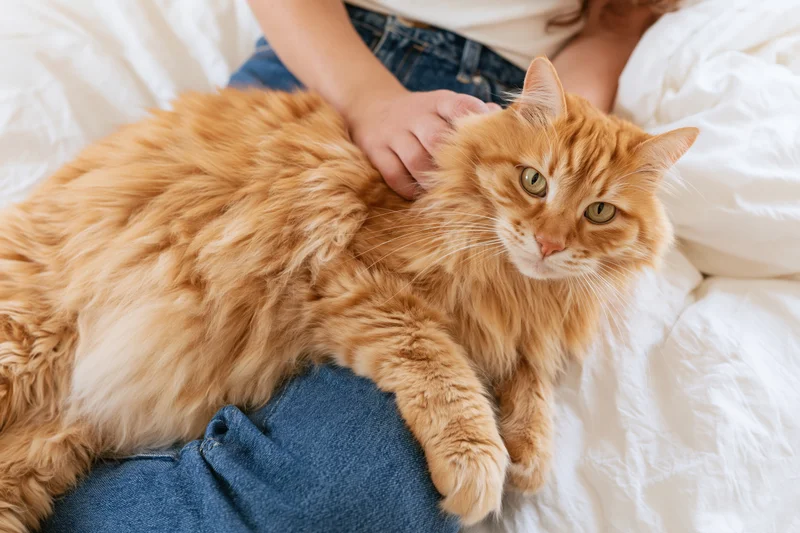 Fluffy orange tabby cat lying on a woman's lap being gently petted on a bed