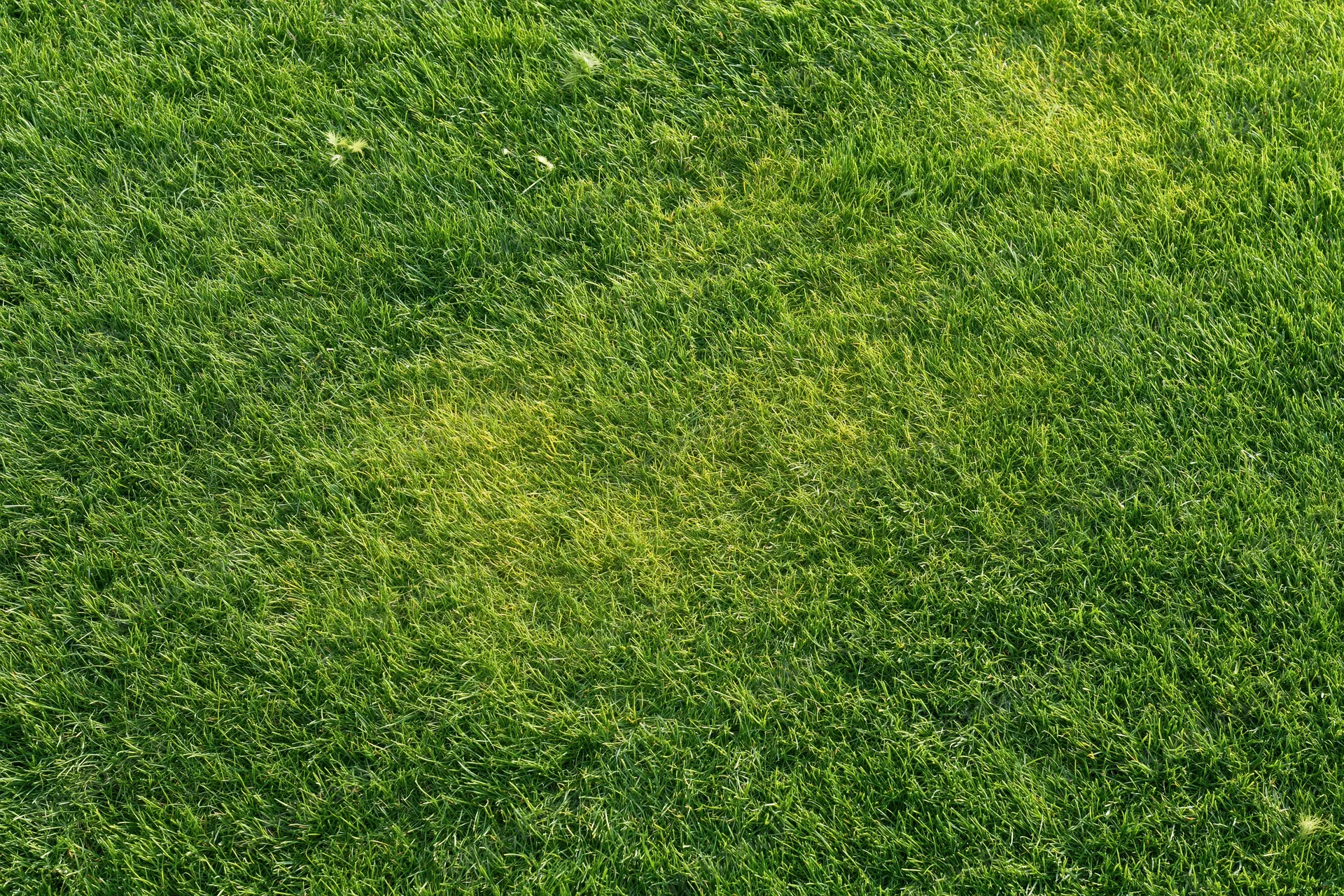 Freshly mowed short grass lawn filling the frame under sunlight