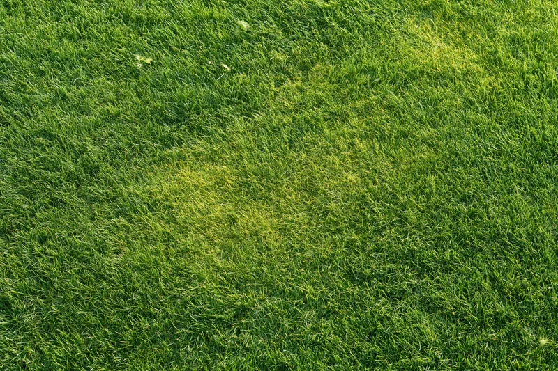 Freshly mowed short grass lawn filling the frame under sunlight