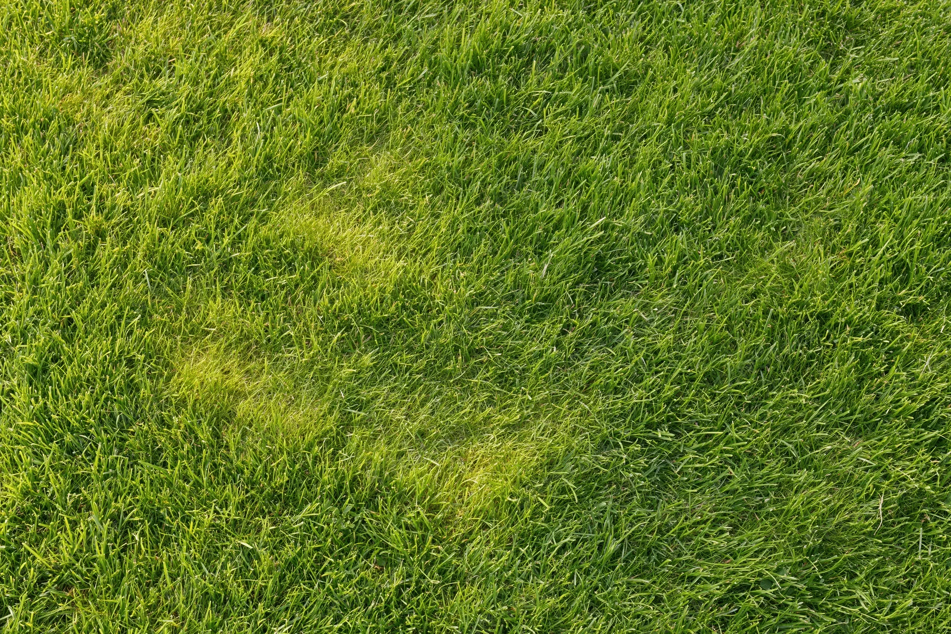Closeup of freshly mowed short green grass lawn filling the frame