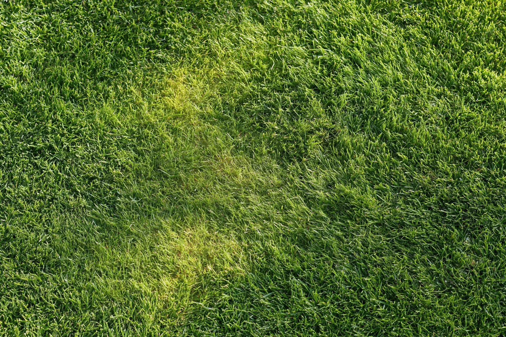 Freshly mowed short grass lawn filling the frame under sunlight