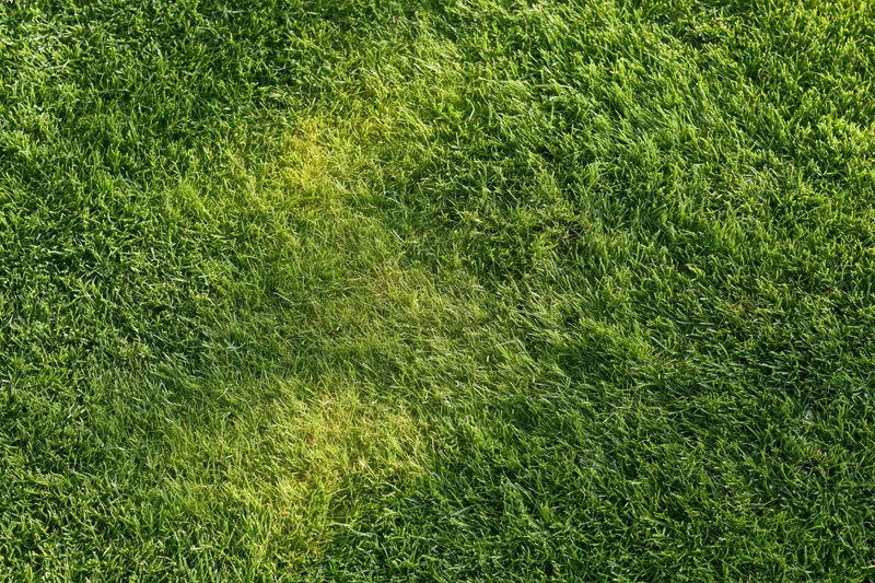 Freshly mowed short grass lawn filling the frame under sunlight