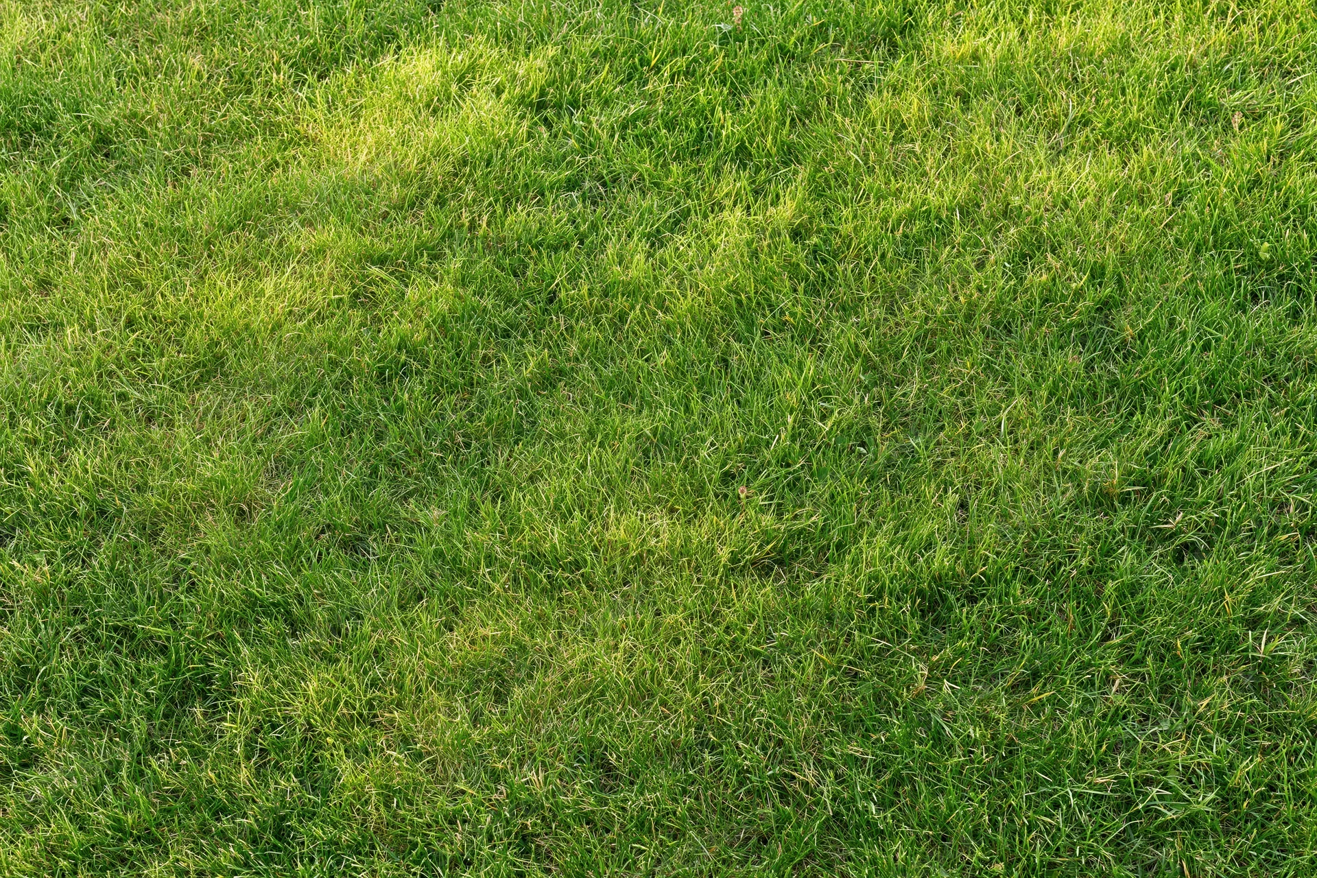 Freshly mowed short grass lawn filling the frame