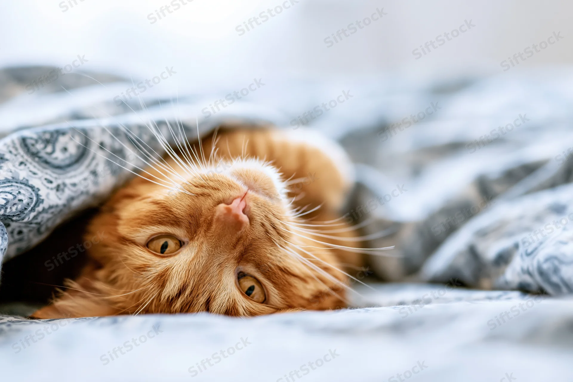 Ginger tabby cat lying on its back peeking out from under a patterned blanket in a cozy indoor setting