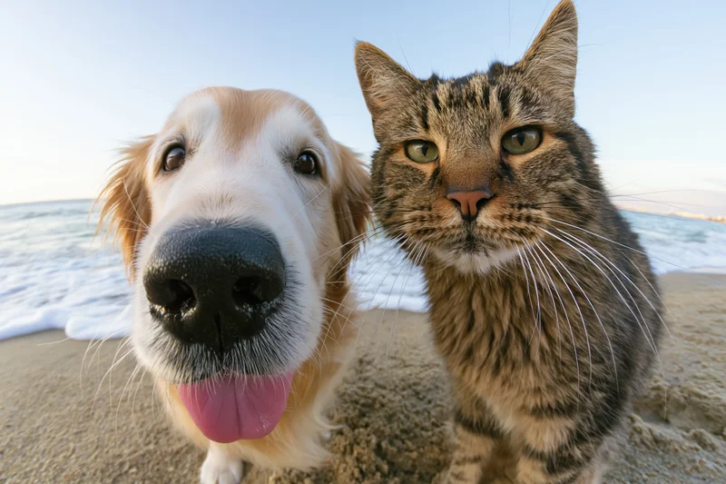 Golden retriever and tabby cat side by side on sandy beach facing camera with ocean waves behind