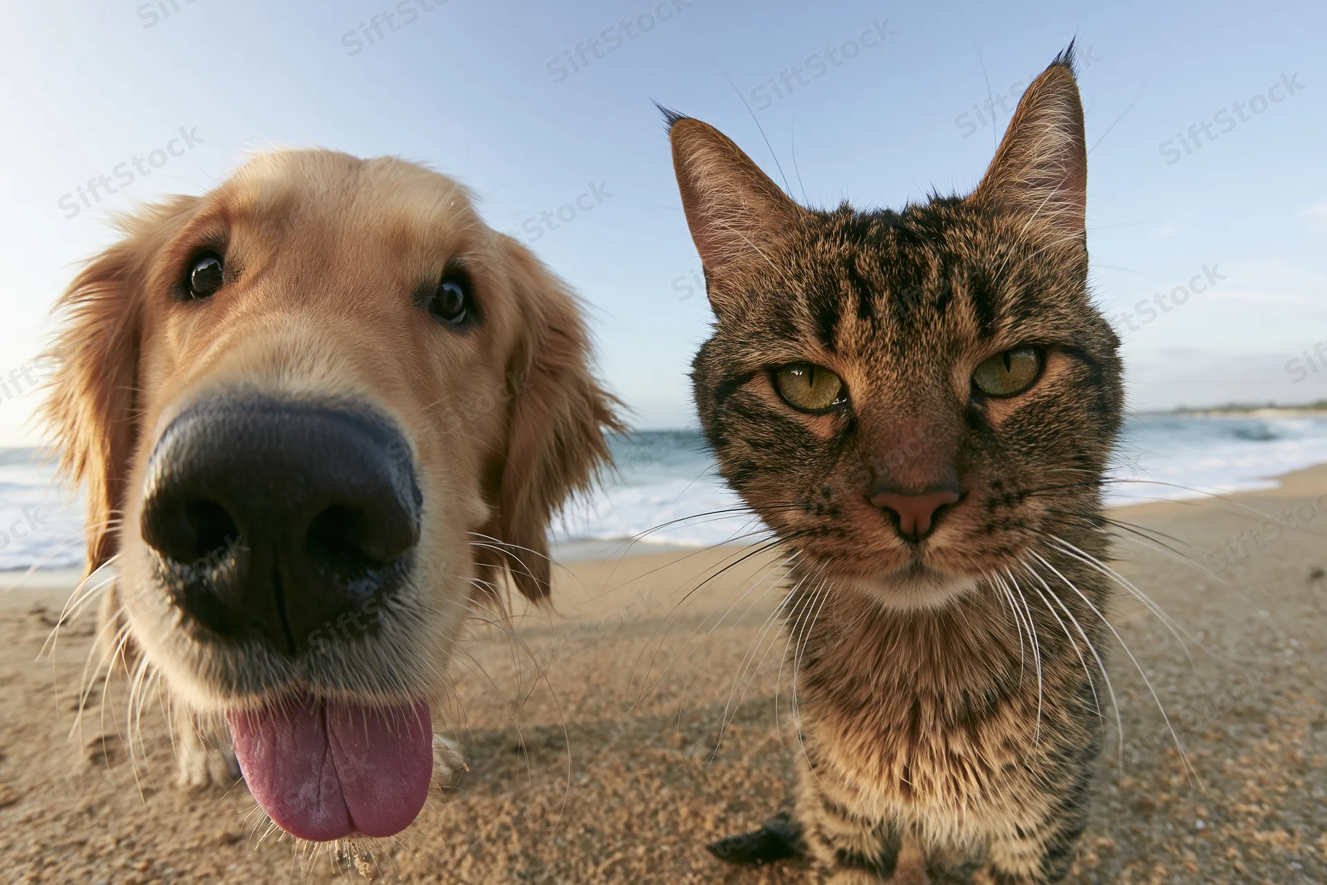 Golden retriever and tabby cat side by side on sandy beach facing camera with ocean in background